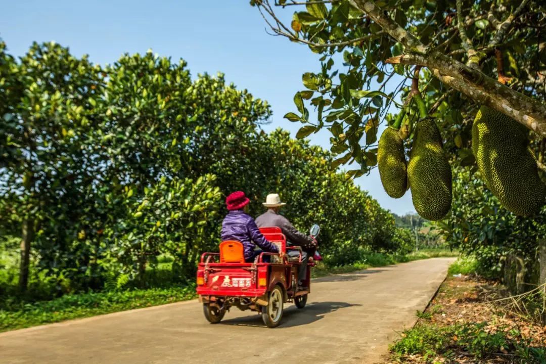 百村百宝·振兴乡村大联盟在海口成立