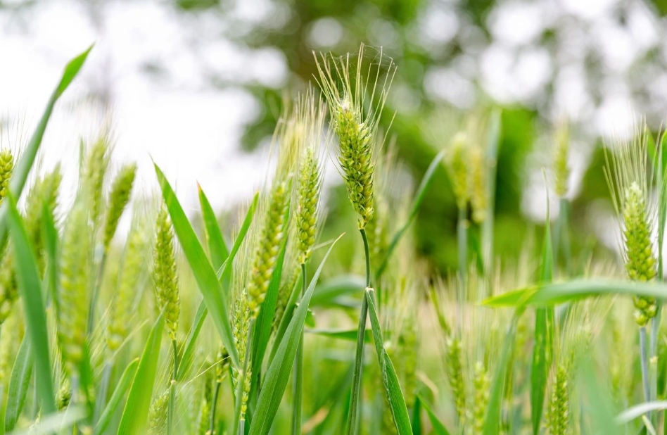 芒种：田间种芒，蟾宫折桂