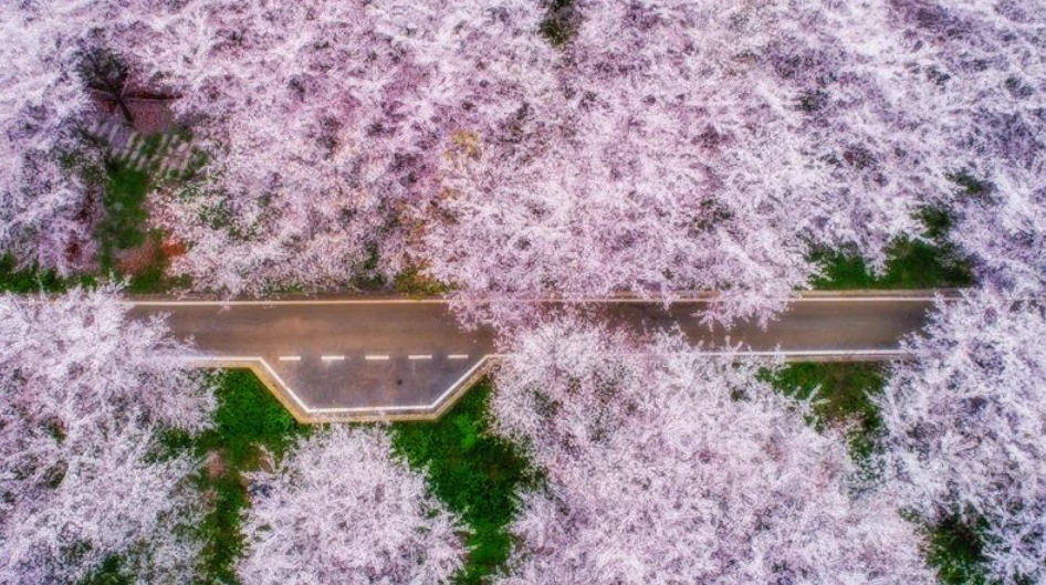 【玩转山地】贵州的春天会“传染”丨繁花春景绘贵州，山地旅游赋振兴