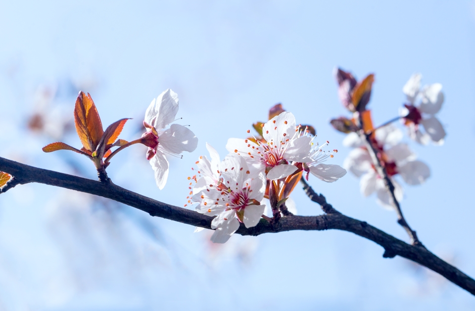 成都低空产业开辟新场景：坐上飞机去“赏花”