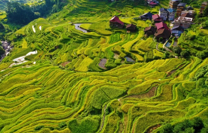 Terraced rice fields are tourism resource