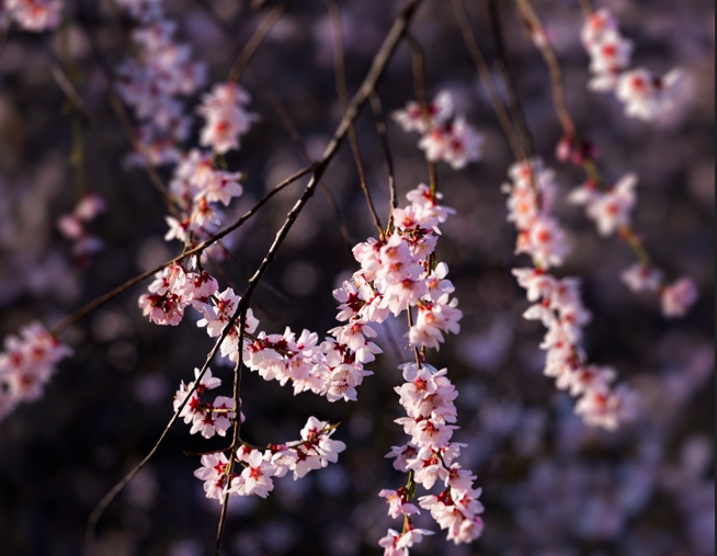 西藏林芝市桃花节推介会在南京举办