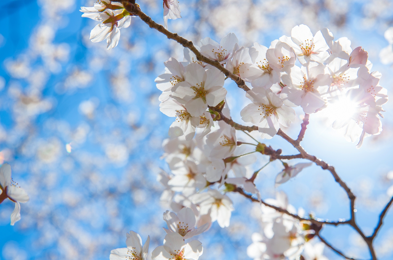 吉林大学杏花盛放引来10万“赏花客”