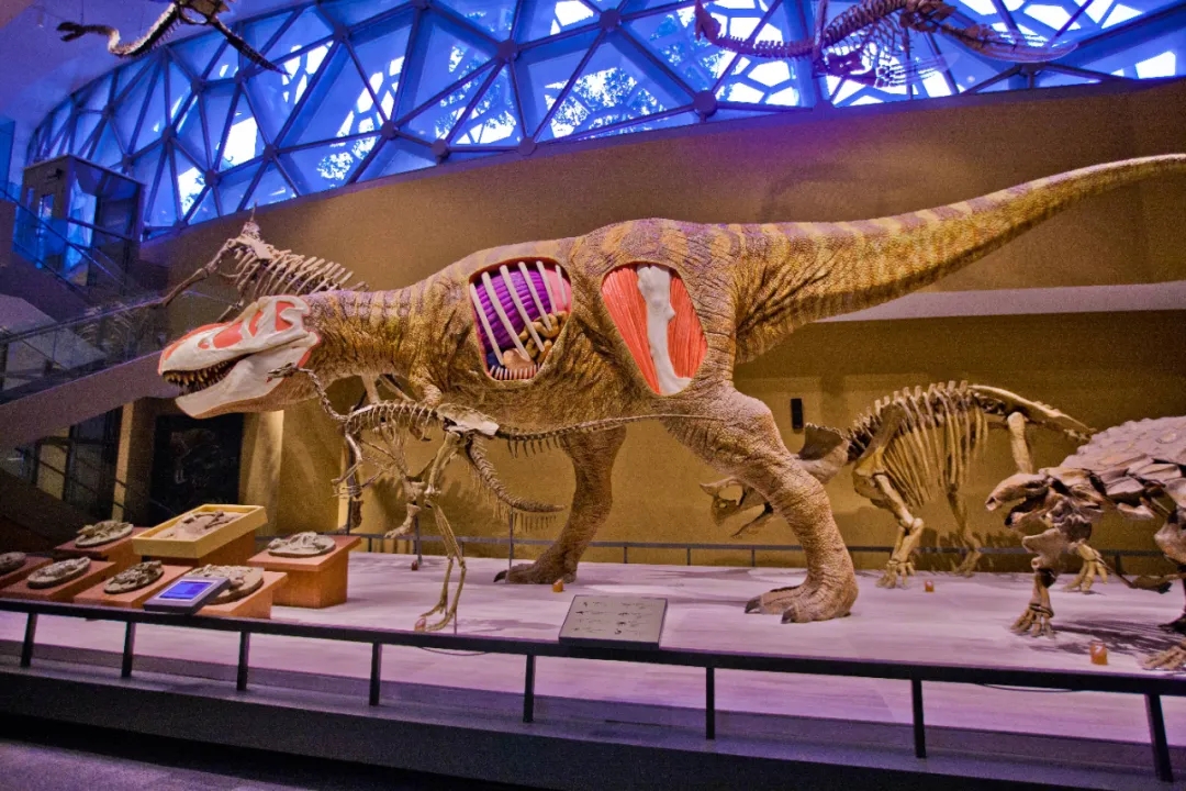 上海自然博物馆推出“疯狂恐龙周”夜场活动