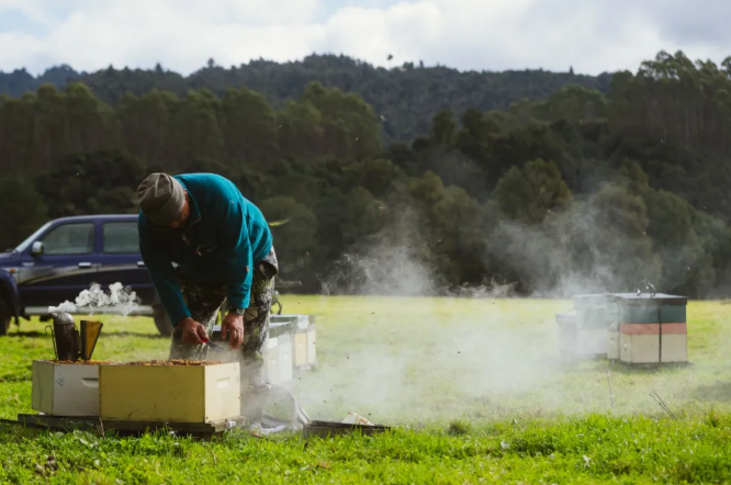 四年三度征服黑罐！新西兰这一口甜蜜让世界“蜂”狂