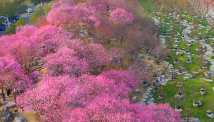 【玩转山地】湄潭的春天，在梅花与茶的加持下，焕发别样光彩！