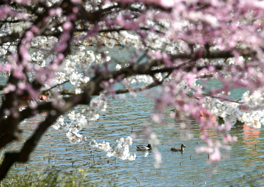 Spring blossoms brighten Yuyuantan Park in Beijing