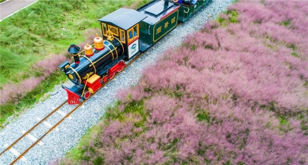 内有福利！来看浪漫粉黛花海吧，错过等一年！