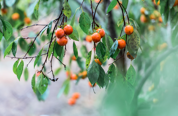 Persimmons Hanging Full: Autumn’s Sweet Bombs