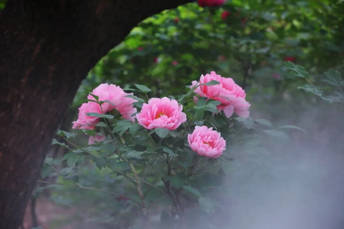 Peonies in full bloom in Heze