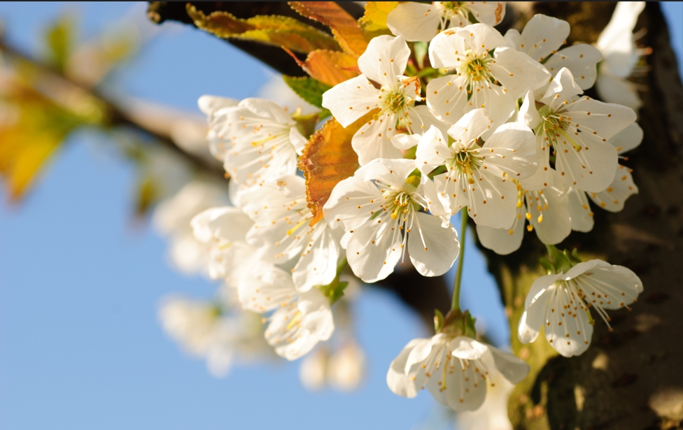 “中国梨乡”山东莱阳绽放“花经济”