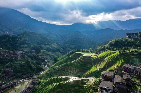 古老水稻见证民族的时代变迁