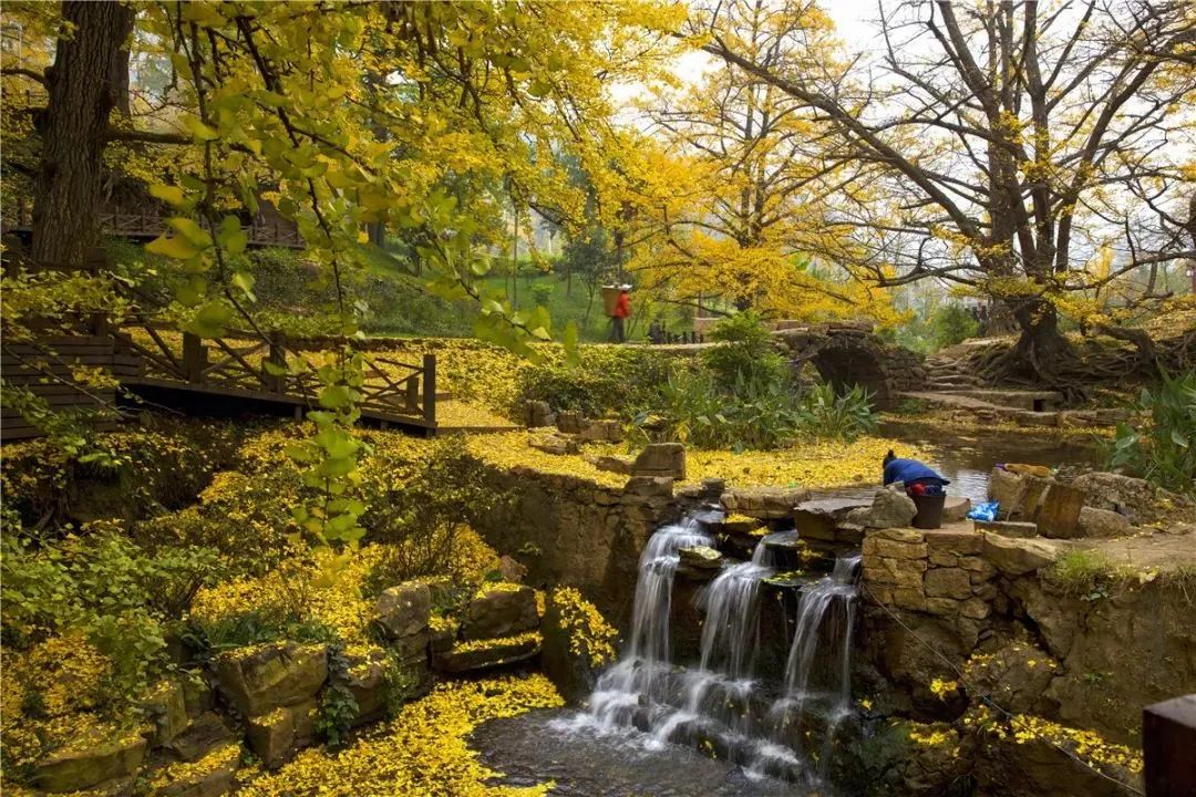 内有福利！盘州妥乐千年银杏村邀你免费赏浪漫秋色~
