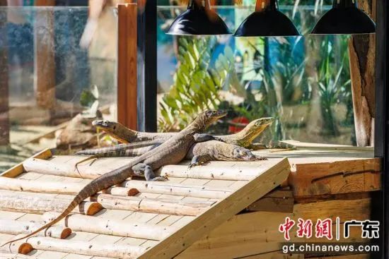 Guangdong Chimelong Group uses technological innovation to protect wildlife