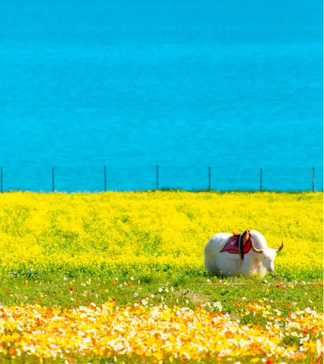 西北TOP1避暑大环线！自驾一次胜过N次旅行，每一处都颜值爆表