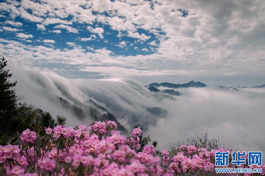 Azalea in Jinggang Mountain are looking good right now