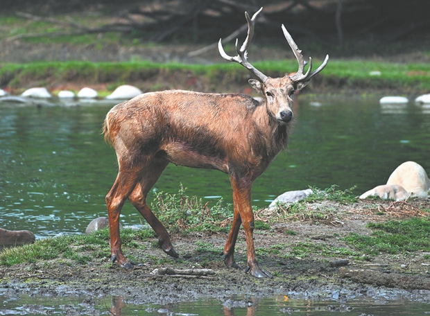 Yangtze wetlands boost biodiversity