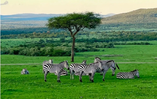 肯尼亚旅游局中国三城路演圆满收官，北京场盛大启幕共绘中肯旅游新篇章