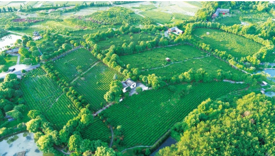 {玩转山地】一起上山，采茶去