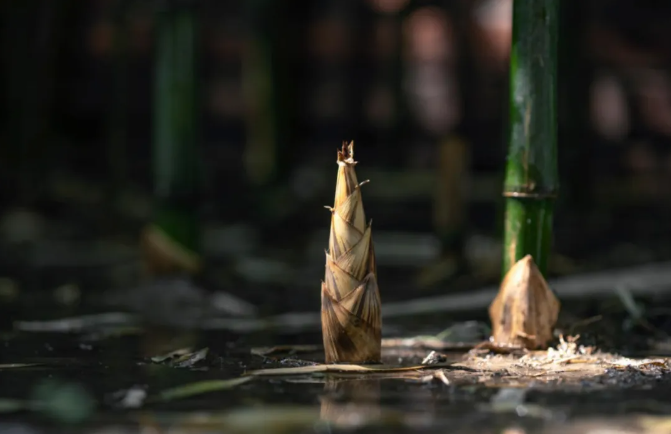 Eating Bamboo Shoots in Early Spring: A Seasonal Delight