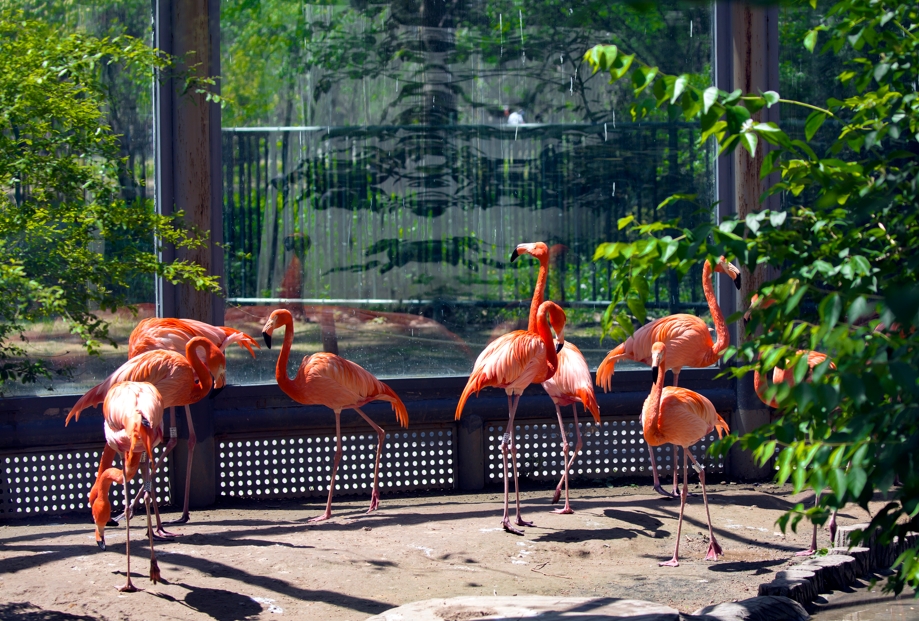 出行游玩全升级 快开启“携宠出行”新体验