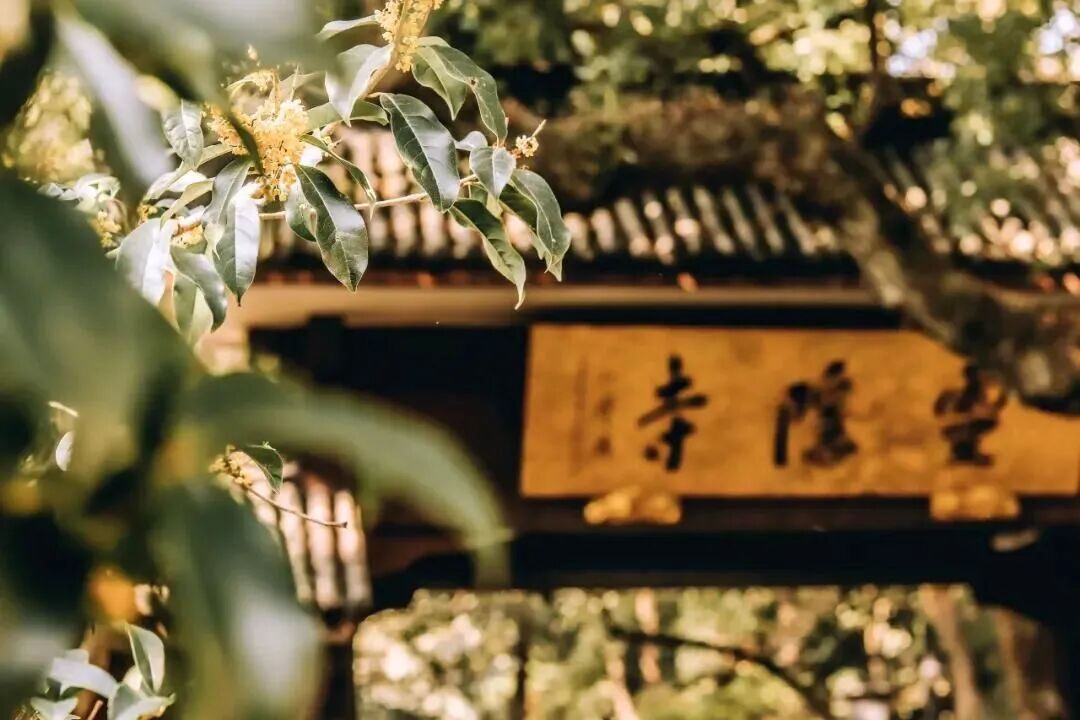 秋分：不仅平分了秋色，还是中秋节的“前身”