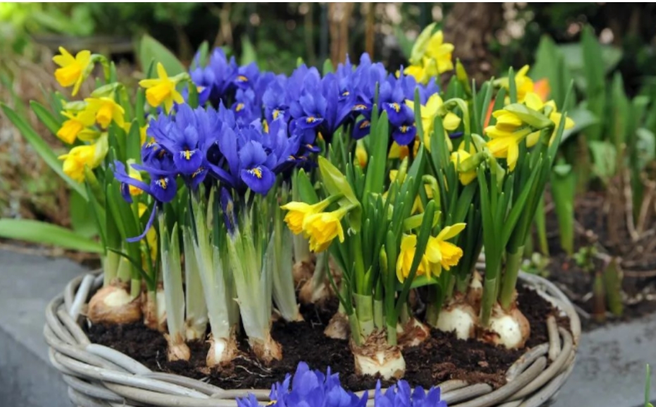 五月花事：邂逅高海拔的夏日序章