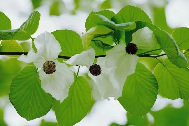 【玩转山地】这位冰川时代穿越者，偏要开成鸽子的模样