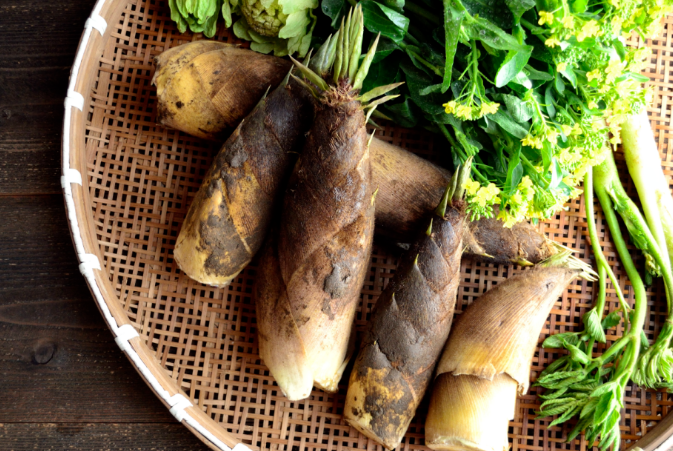 A Showcase of Bamboo Shoot Culinary Delights