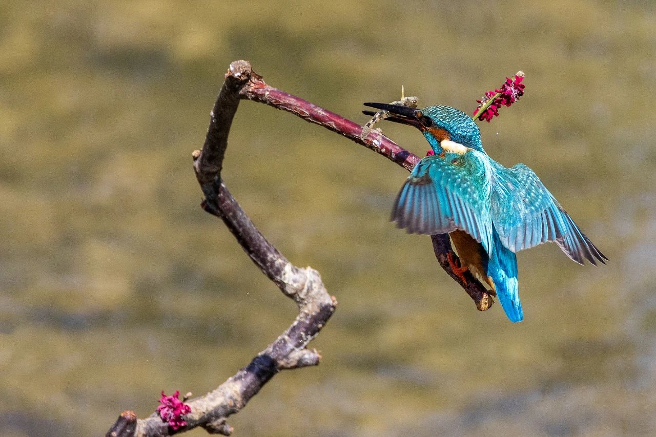 演员“打鸟”被点名！多地文旅喊话→
