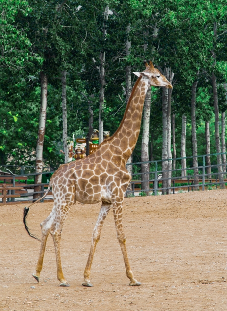 承载几代人童年记忆，北京动物园长颈鹿馆重建