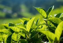 “中国红茶之乡”安徽祁门推出“红与黑”茶旅路线