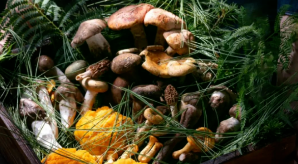 Wild Mushrooms: The Mountain’s Hidden Treasures