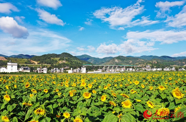 Sunflower fields in full bloom radiate warmth and charm in Dali, SW China
