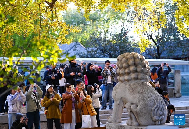 Beijing Stone Carving Art Museum, bathed in golden autumn hues, attracts tourists