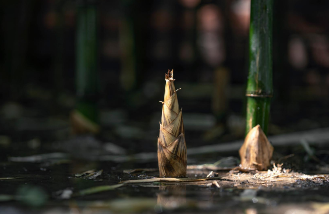 【山地风味】初春吃笋既应时又应景