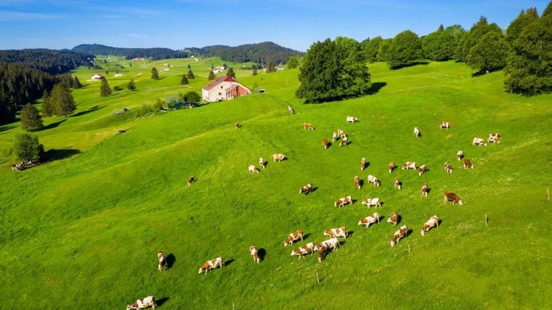 【山地风味】除了美景，汝拉山的佳肴与美酒也不可辜负