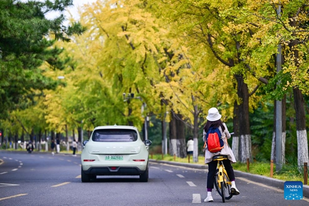 Autumn scenery of Tsinghua University in Beijing