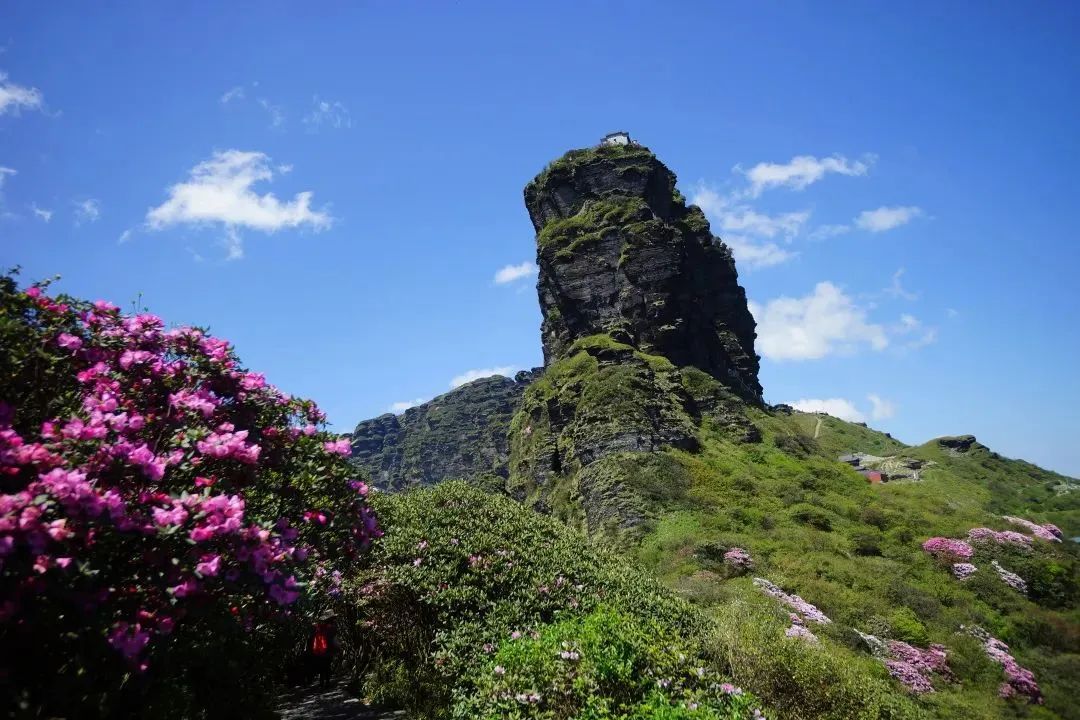 就现在，做春天第一拨赏花的人！