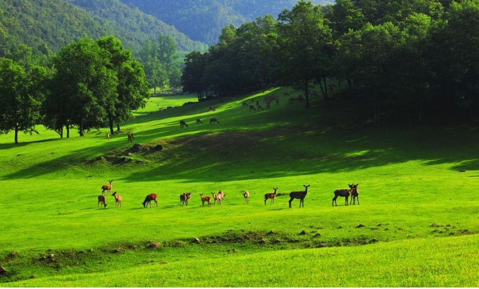 中国最大的森林城市在哪里？