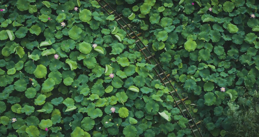 【玩转山地】夏日限定！赏荷“天花板”原来在这里，摄影师都被美哭了~