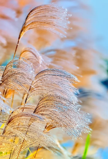 多地推介秋季旅游产品 “您有一份秋游攻略待查收”