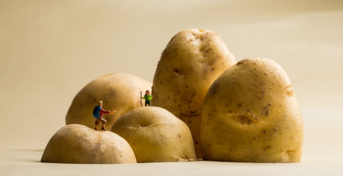 【山地风味】土豆王国传奇