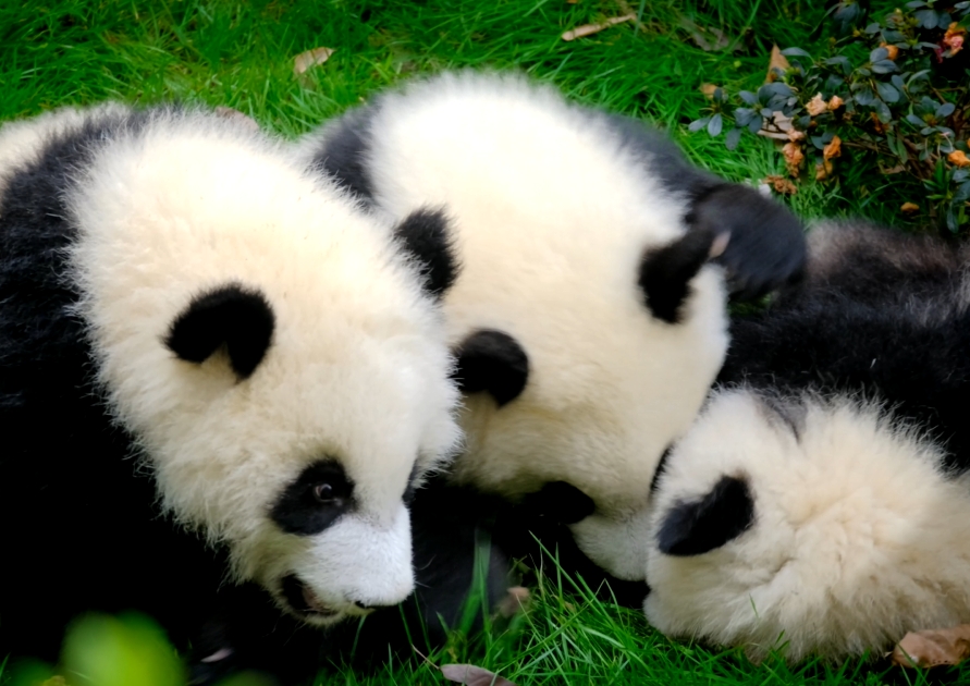 四川：四条精品旅游线路带你打卡“春天味道”