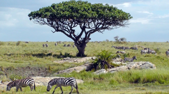 【玩转山地】夏季狂野之旅→在非洲草原看动物大迁徙