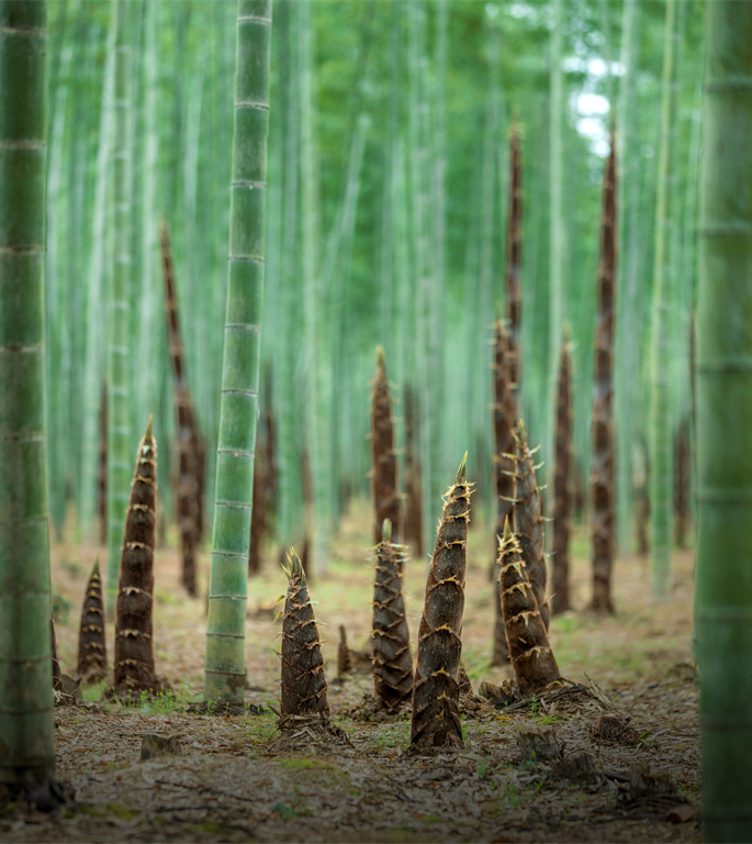 降温进行中，秋日进山这些美味别错过
