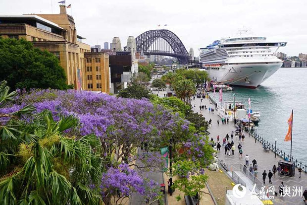 Jacaranda trees in full bloom in Sydney, Australia