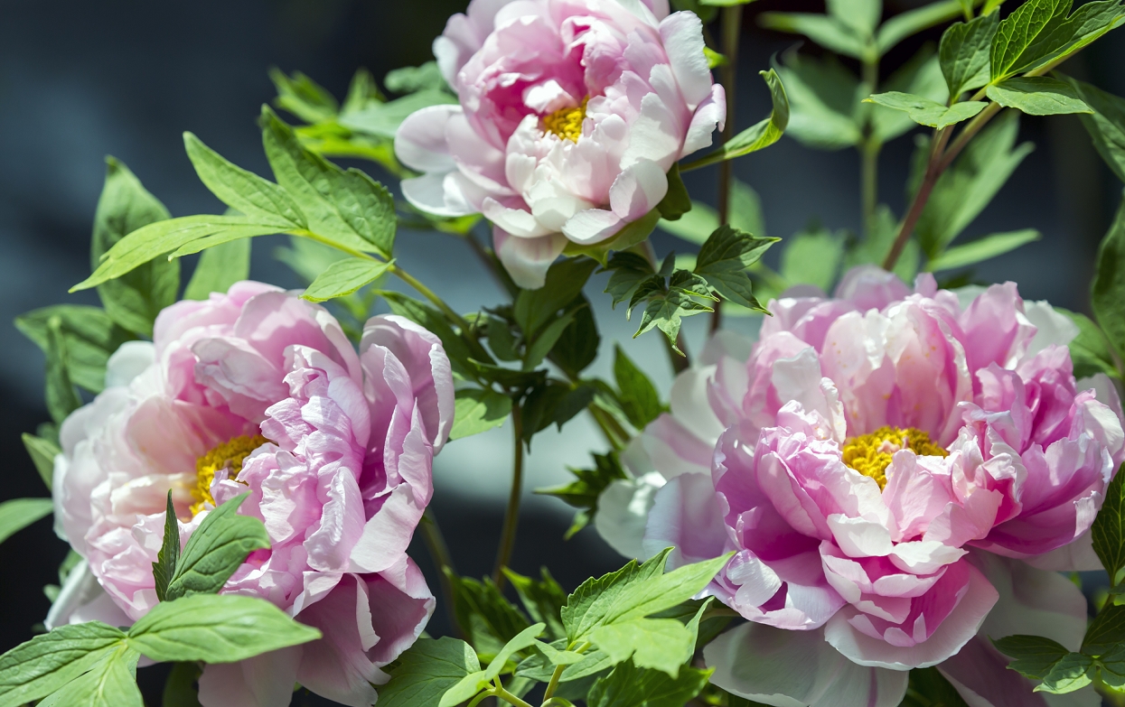 河南洛阳：消费投诉先行赔付 让游客放心消费