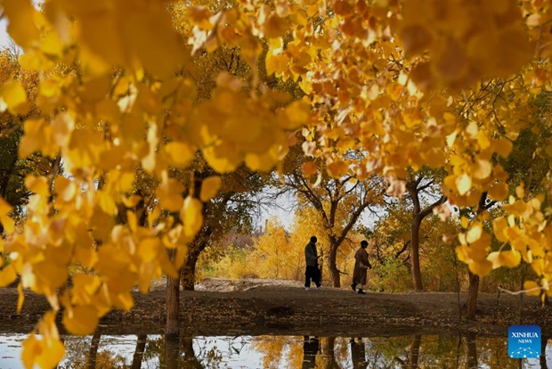 Tourists enjoy scenery in populus euphratica forest in Dunhuang City, NW China