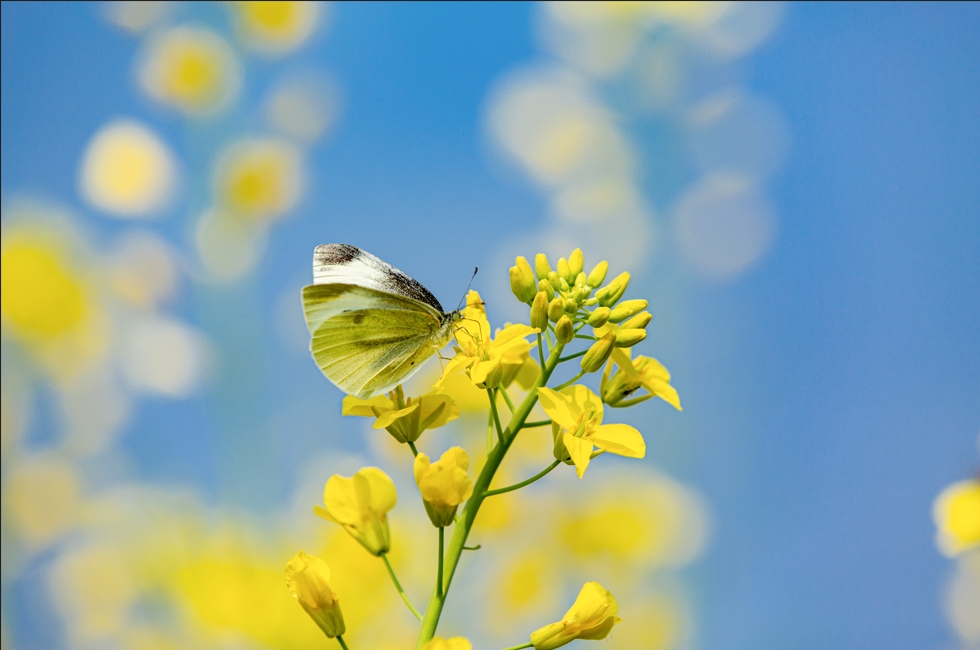 赏春花、品春茶……安徽邀全球游客春游江淮